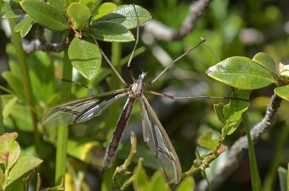 Pedicia rivosa (Pediciidae)